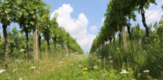 Léto ve vinici. Když je bio nejen víno