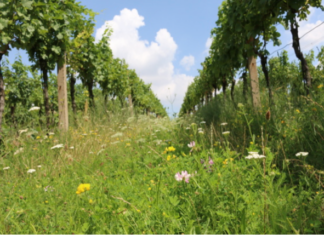 Léto ve vinici. Když je bio nejen víno