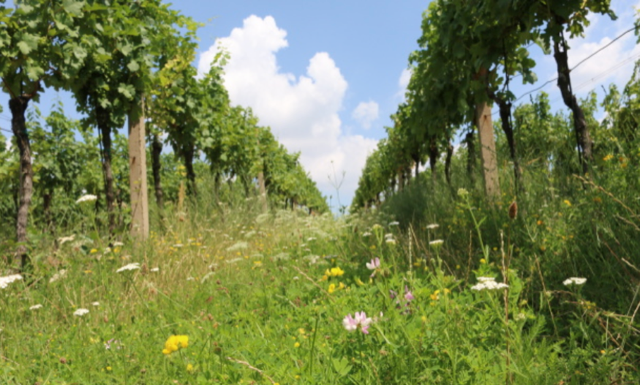 Léto ve vinici. Když je bio nejen víno