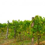 Nejlepším vínem Čech je Ryzlink rýnský 2016. Šampiona vyslal do Národní soutěže vín Školní statek v Mělníku