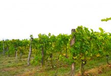 Nejlepším vínem Čech je Ryzlink rýnský 2016. Šampiona vyslal do Národní soutěže vín Školní statek v Mělníku