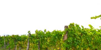 Nejlepším vínem Čech je Ryzlink rýnský 2016. Šampiona vyslal do Národní soutěže vín Školní statek v Mělníku