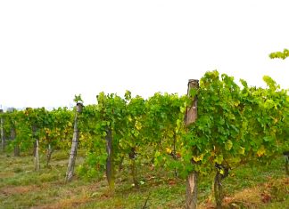 Nejlepším vínem Čech je Ryzlink rýnský 2016. Šampiona vyslal do Národní soutěže vín Školní statek v Mělníku