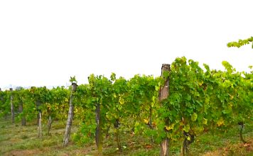 Nejlepším vínem Čech je Ryzlink rýnský 2016. Šampiona vyslal do Národní soutěže vín Školní statek v Mělníku