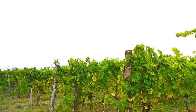 Nejlepším vínem Čech je Ryzlink rýnský 2016. Šampiona vyslal do Národní soutěže vín Školní statek v Mělníku