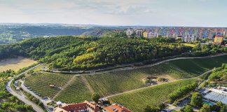 Ryzlink rýnský z Mělníka. Šampion ze Školního statku míří do finále Národní soutěže jako nejlepší víno z Čech