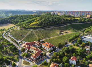 Ryzlink rýnský z Mělníka. Šampion ze Školního statku míří do finále Národní soutěže jako nejlepší víno z Čech