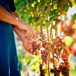 Tramin_vineyards33_FlorianAndergassenHQ