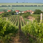 VINOZOOM Vinařství roku 2022 už zná své finalisty