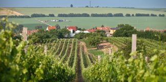 VINOZOOM Vinařství roku 2022 už zná své finalisty