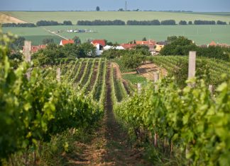 VINOZOOM Vinařství roku 2022 už zná své finalisty