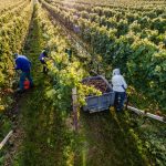 Foto1_Suedtirol_Wein_Florian-Andergassen