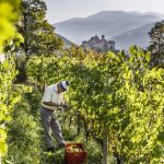 Foto2__Suedtirol_Wein_Tiberio-Sorvillo