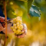 Ernte im Weinberg, Vendemmia nel vigneto, Harvest in the vineyard