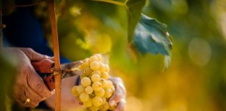 Alto Adige 2022: Mimořádný ročník, jedinečná vína