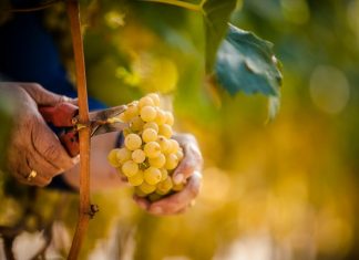 Alto Adige 2022: Mimořádný ročník, jedinečná vína