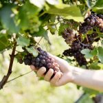 KBZ-terroir_kleinstein_0007