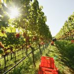 KBZ-terroir_mockhof_0002