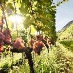KBZ-terroir_mockhof_0012