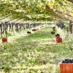 KBZ-terroir_taberhof_0006