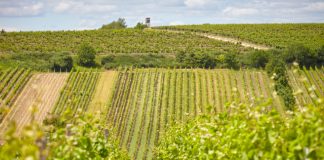 Vydařený vinařský závěr roku. Bodovaly Znovín Znojmo, Habánské sklepy, Vinné sklepy Skalák i Bohemia Sekt