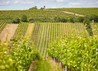 Vydařený vinařský závěr roku. Bodovaly Znovín Znojmo, Habánské sklepy, Vinné sklepy Skalák i Bohemia Sekt