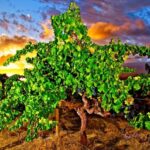 To nejlepší z australských a novozélandských vinic. Dny protinožců podruhé