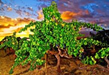 To nejlepší z australských a novozélandských vinic. Dny protinožců podruhé