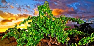 To nejlepší z australských a novozélandských vinic. Dny protinožců podruhé