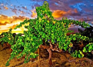 To nejlepší z australských a novozélandských vinic. Dny protinožců podruhé