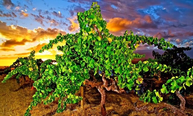 To nejlepší z australských a novozélandských vinic. Dny protinožců podruhé