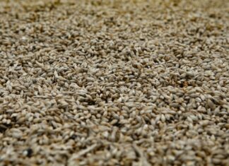 Britští královští dodavatelé v nejistotě a Rosebank Distillery opět ve hře