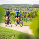 Weinberge-Ober-Mitterretzbach-5457c-Weinviertel-Tourismus_www.pov_.at_