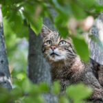 Wildkatzen-c-Nationalpark-Thayatal_C.-Ebner