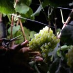 Harvest-Israel-Cora-vinarstvi_630x417