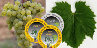 SAPHIRA z Moravy královnou PIWI odrůd. Nejen odolná, ale i nejkrásnější