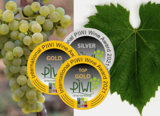 SAPHIRA z Moravy královnou PIWI odrůd. Nejen odolná, ale i nejkrásnější