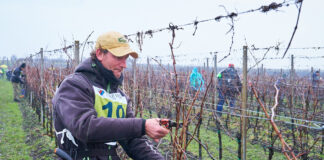 Jubilejní 20. ročník Mistrovství v řezu révy vinné proběhne ve Velkých Bílovicích