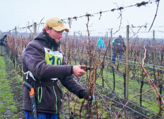 Jubilejní 20. ročník Mistrovství v řezu révy vinné proběhne ve Velkých Bílovicích