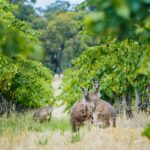 Australianwine-Connect_MVGWTA_Gallery1
