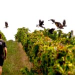Margaret River Wine