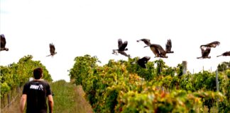 Dny protinožců opět v Černé labuti. Svátek australských a novozélandských vín již potřetí vinohrad Austrálie