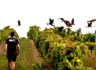Dny protinožců opět v Černé labuti. Svátek australských a novozélandských vín již potřetí vinohrad Austrálie
