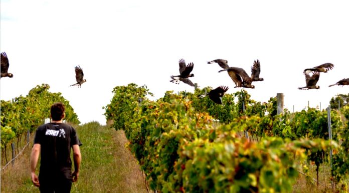 Dny protinožců opět v Černé labuti. Svátek australských a novozélandských vín již potřetí vinohrad Austrálie