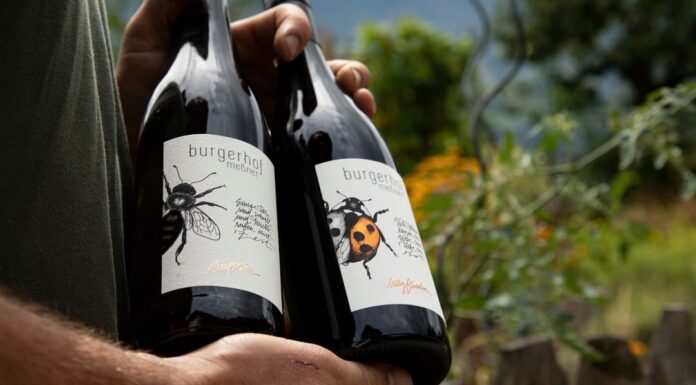 PIWI v hlavní roli aneb „Země potřebuje novou révu!“ Tak pěstují víno na Burgerhof Messner nad Brixenem lahve vína vinařtví Burgenhof