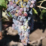 hrozen_malbec-1
