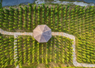 Pražské vinice zrodily novou tradici. Víkendové „otevřené sklepy“ nabídnou ochutnávky, prohlídky i besedy vinice s altánem