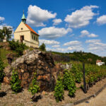 vinice_aktualizace-001