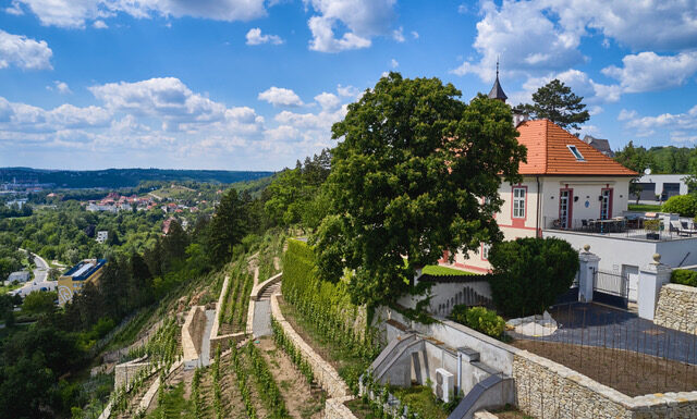 POKLADY SE OTEVÍRAJÍ aneb PUTOVÁNÍ PO PRAŽSKÝCH VINICÍCH 2025. Procházky, přednášky i ochutnávky