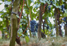 Velkopavlovicko v Národní soutěži vín opanovalo Vinařství Kamil Prokeš. Opět nejlepší a v rekordní konkurenci